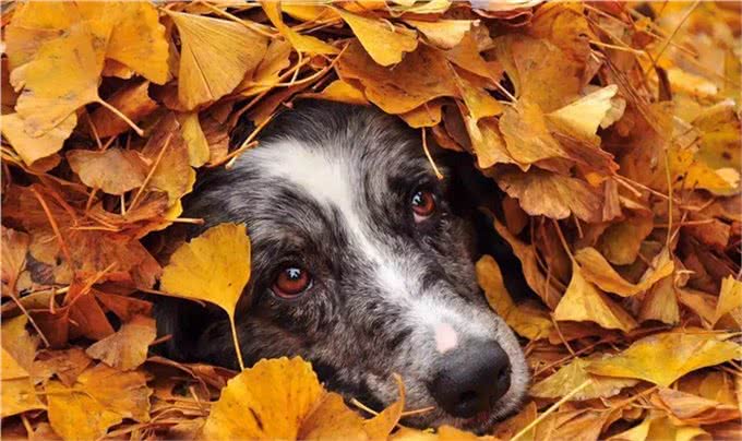 边境牧羊犬全面养护手册：边牧是最聪明的狗没有之一!