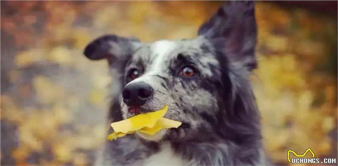 边境牧羊犬全面养护手册：边牧是最聪明的狗没有之一!