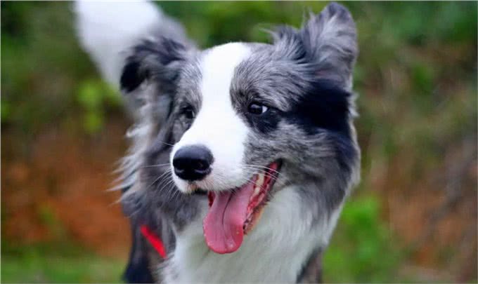 边境牧羊犬全面养护手册：边牧是最聪明的狗没有之一!