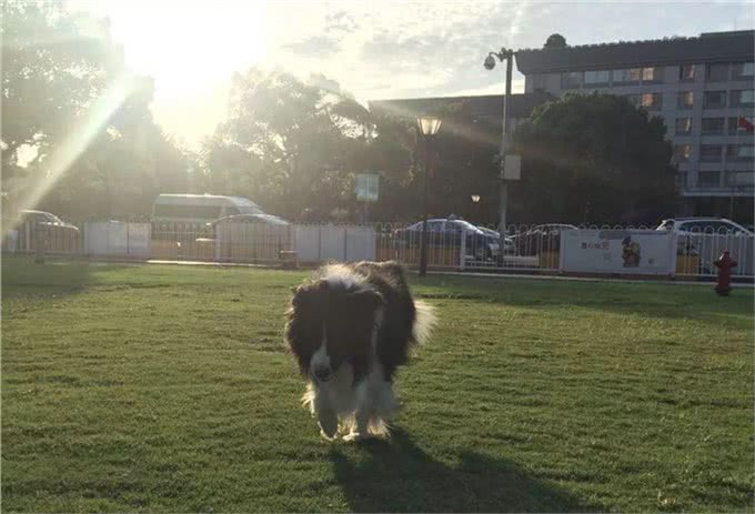 边境牧羊犬全面养护手册：边牧是最聪明的狗没有之一!
