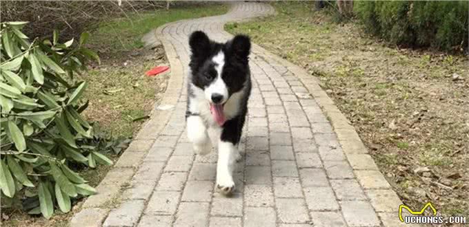 边境牧羊犬全面养护手册：边牧是最聪明的狗没有之一!