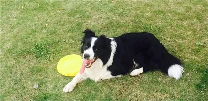 边境牧羊犬全面养护手册：边牧是最聪明的狗没有之一!