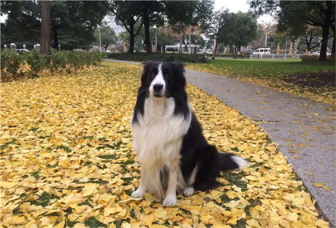 边境牧羊犬全面养护手册：边牧是最聪明的狗没有之一!