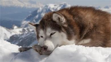 酷似二货哈士奇的阿拉斯加雪橇犬，竟然让人称作北极精灵