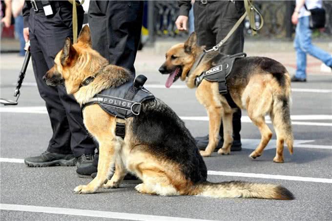 脑洞大开:警犬会把毛剃光光吗?