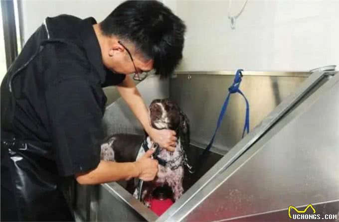 脑洞大开:警犬会把毛剃光光吗?