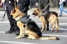 脑洞大开:警犬会把毛剃光光吗?