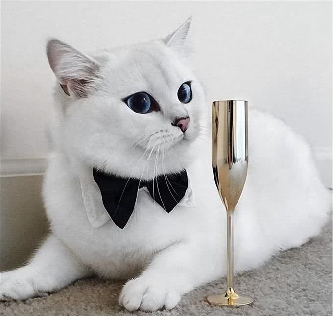 猫界6大粘人精，很适合孤独的人，从不离开主人