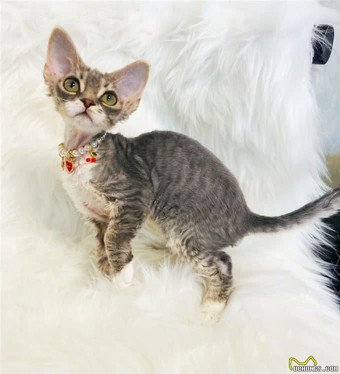 猫界6大粘人精，很适合孤独的人，从不离开主人