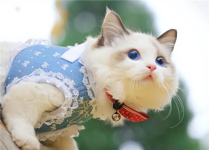 猫界6大粘人精，很适合孤独的人，从不离开主人