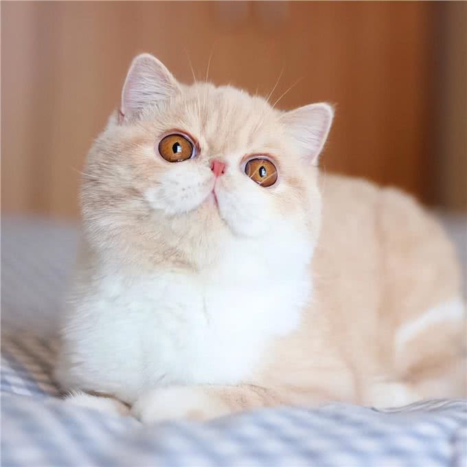 猫界6大粘人精，很适合孤独的人，从不离开主人