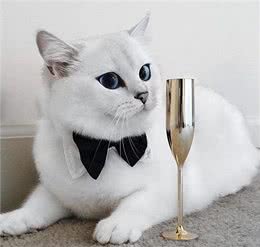 猫界6大粘人精，很适合孤独的人，从不离开主人