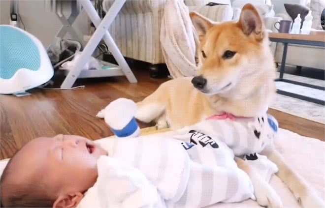 女主人告诉柴犬，小宝宝是它孩子，狗子的态度就变了
