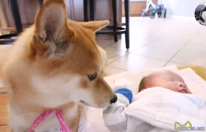 女主人告诉柴犬，小宝宝是它孩子，狗子的态度就变了