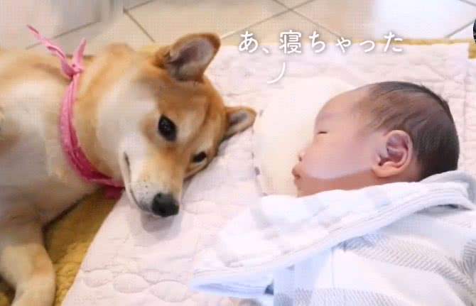 女主人告诉柴犬，小宝宝是它孩子，狗子的态度就变了