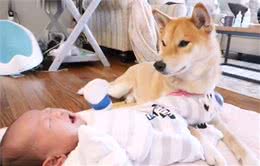 女主人告诉柴犬，小宝宝是它孩子，狗子的态度就变了