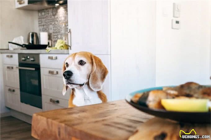 冬日狗狗饮食大揭秘:5种禁忌食物，小心别让爱犬中毒