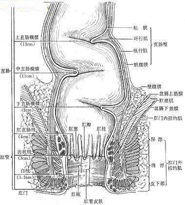 狗狗体味重?频繁洗澡反而得了皮肤病,除味需要找准源头