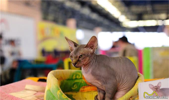 世界名贵猫都有哪些?一起看看吧!