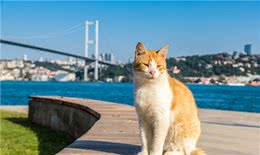 世界名贵猫都有哪些?一起看看吧!