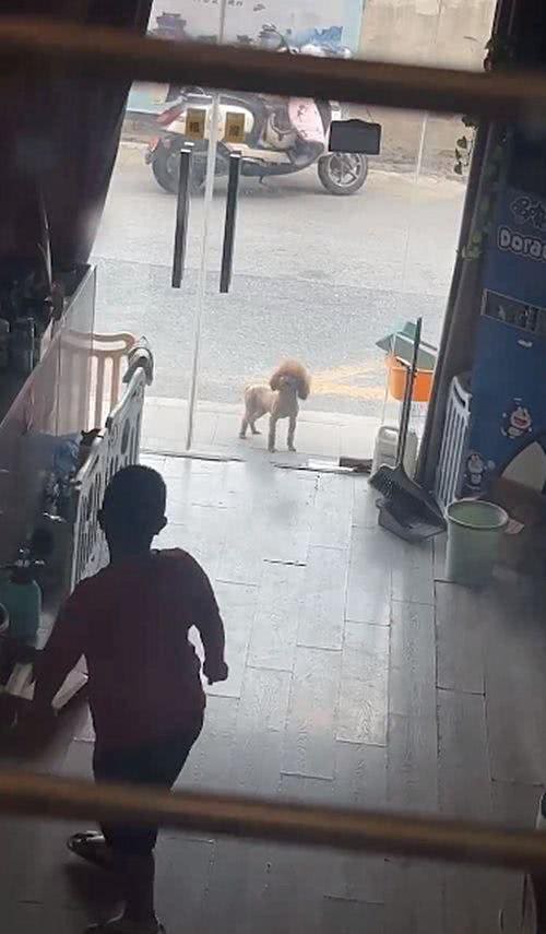 狗崽被送去找领养,狗妈妈每天跑去看望:放心不下我的孩子