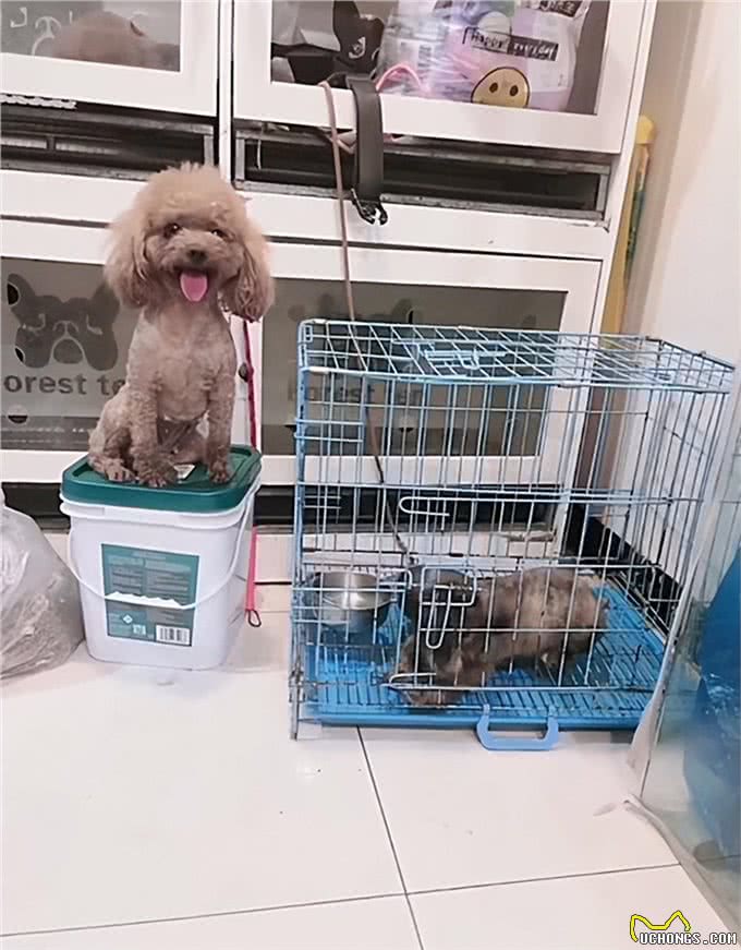 狗崽被送去找领养,狗妈妈每天跑去看望:放心不下我的孩子