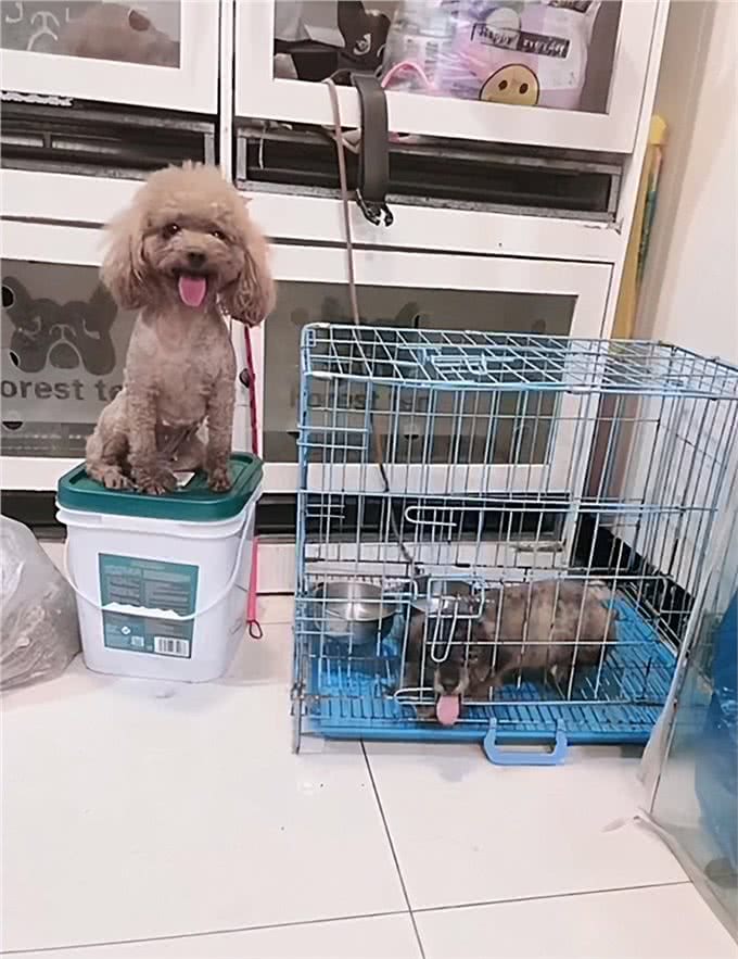 狗崽被送去找领养,狗妈妈每天跑去看望:放心不下我的孩子