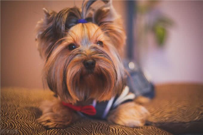 狗狗胰腺炎不再是老年犬的专利，年轻狗狗成了新宠?