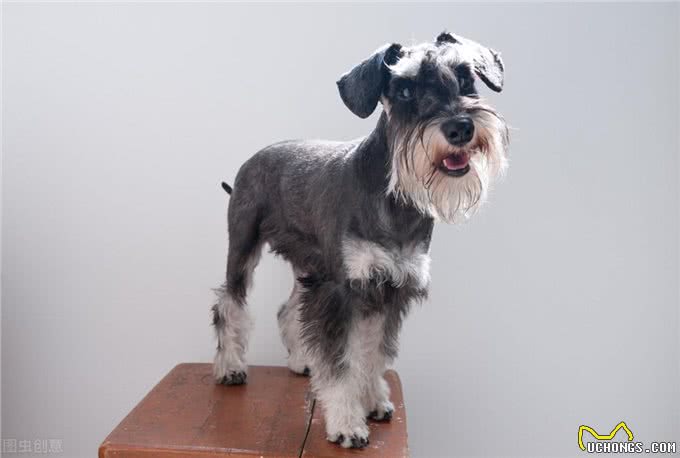 狗狗胰腺炎不再是老年犬的专利，年轻狗狗成了新宠?