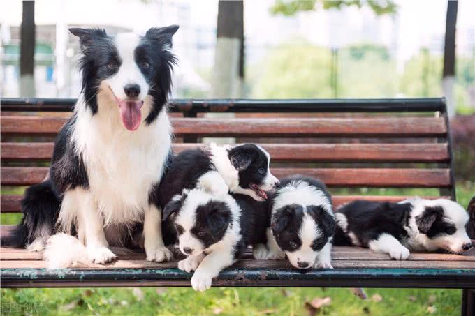 狗狗胰腺炎不再是老年犬的专利，年轻狗狗成了新宠?