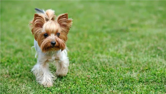 狗狗胰腺炎不再是老年犬的专利，年轻狗狗成了新宠?