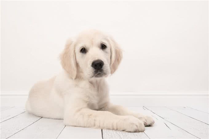 狗狗胰腺炎不再是老年犬的专利，年轻狗狗成了新宠?
