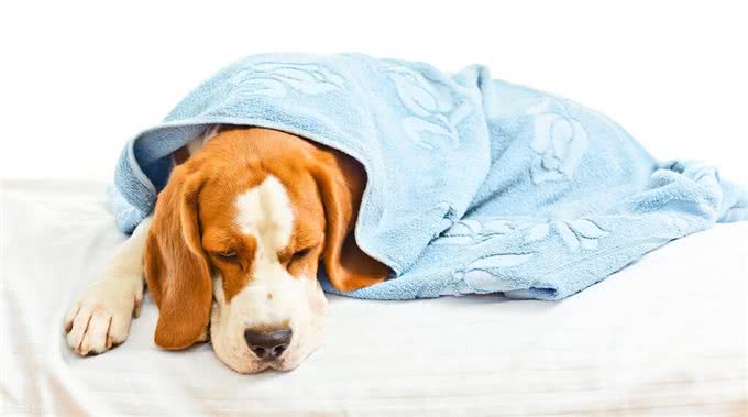 狗狗胰腺炎不再是老年犬的专利，年轻狗狗成了新宠?