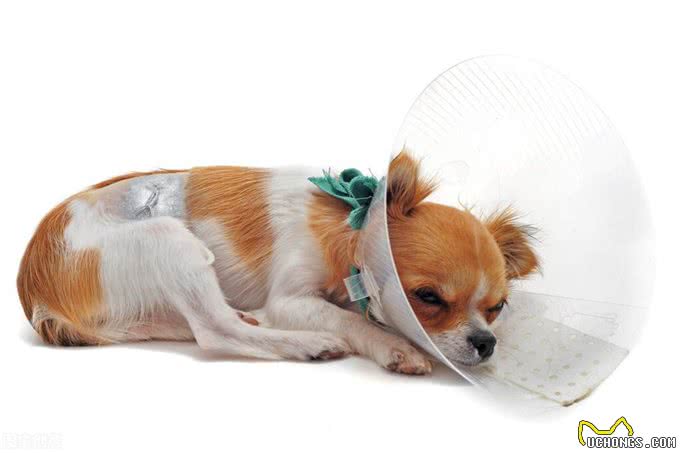 狗狗胰腺炎不再是老年犬的专利，年轻狗狗成了新宠?