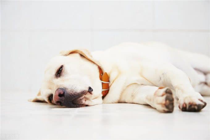 狗狗胰腺炎不再是老年犬的专利，年轻狗狗成了新宠?