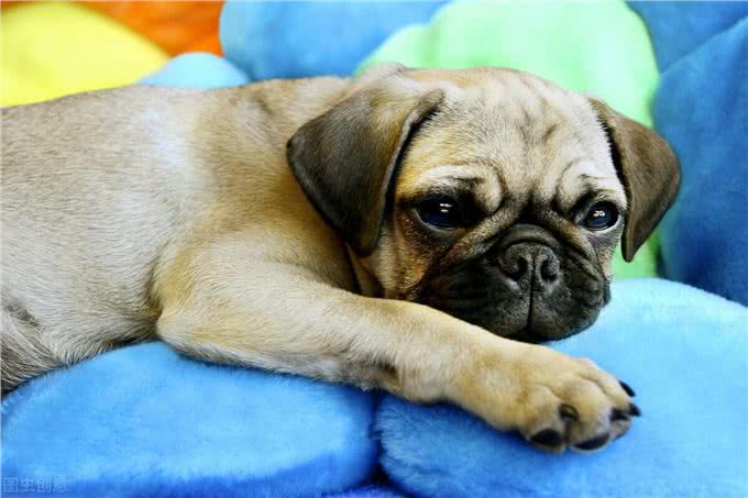 狗狗胰腺炎不再是老年犬的专利，年轻狗狗成了新宠?