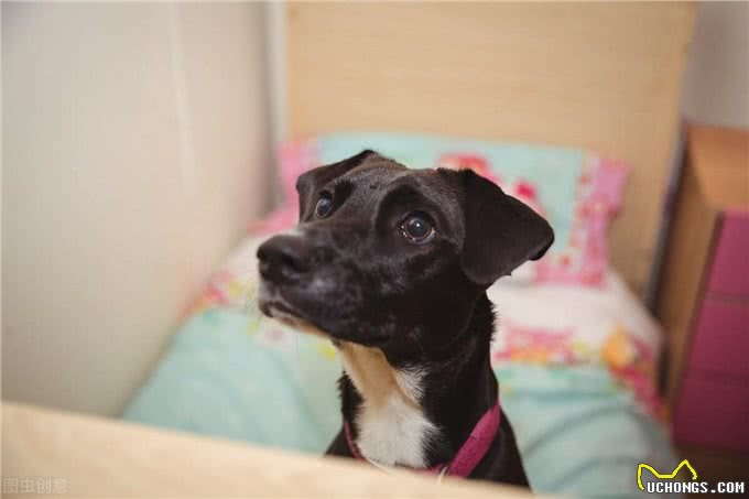 狗狗胰腺炎不再是老年犬的专利，年轻狗狗成了新宠?