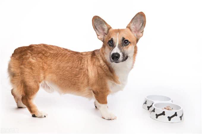 狗狗胰腺炎不再是老年犬的专利，年轻狗狗成了新宠?