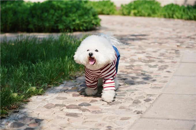 狗狗胰腺炎不再是老年犬的专利，年轻狗狗成了新宠?