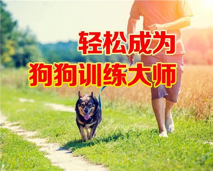 狗狗训练大忌!你还在犯这些错误吗?