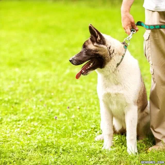 狗狗训练大忌!你还在犯这些错误吗?