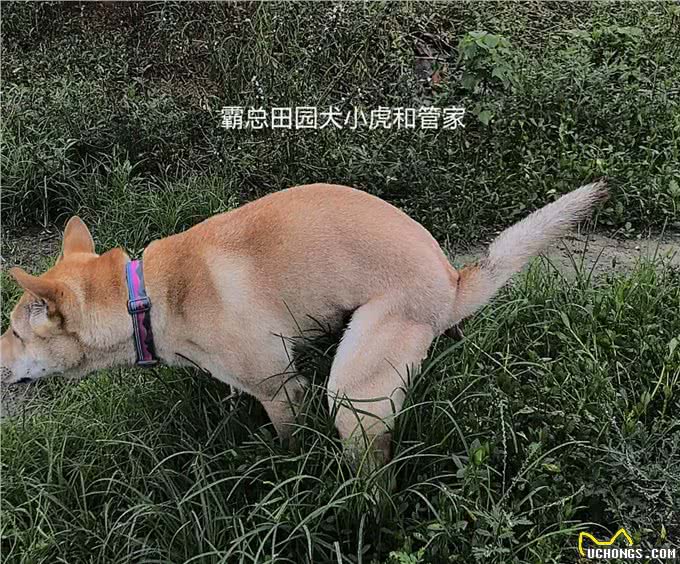 中华田园犬为什么不乱拉大便?背后的秘密你知道吗