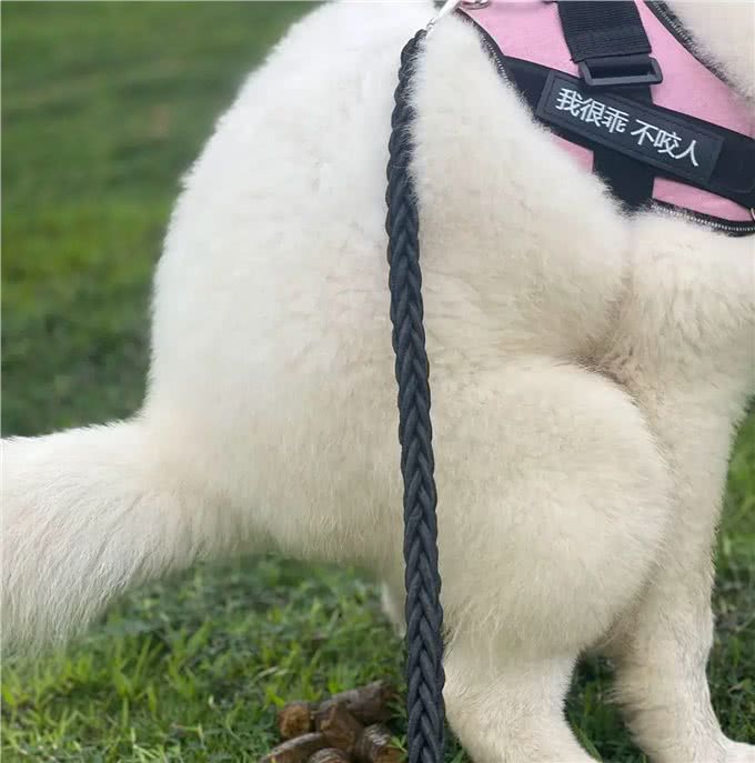 中华田园犬为什么不乱拉大便?背后的秘密你知道吗