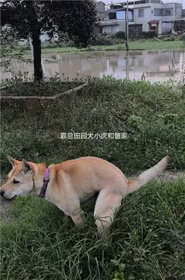 中华田园犬为什么不乱拉大便?背后的秘密你知道吗