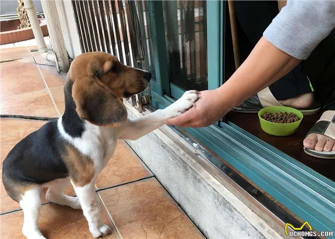 原来你摸狗狗爪子，在它心里，是这样想的!