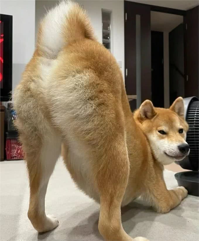狗狗被你误解的6种行为，大部分只知道4种，全知道的几乎没有