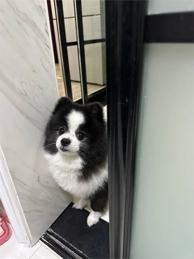 狗狗被你误解的6种行为,大部分只知道4种,全知道的几乎没有