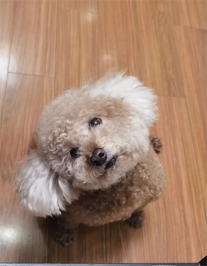 狗狗被你误解的6种行为，大部分只知道4种，全知道的几乎没有