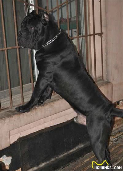 世界第一护卫犬非意大利卡斯罗莫属