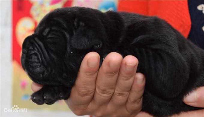世界第一护卫犬非意大利卡斯罗莫属